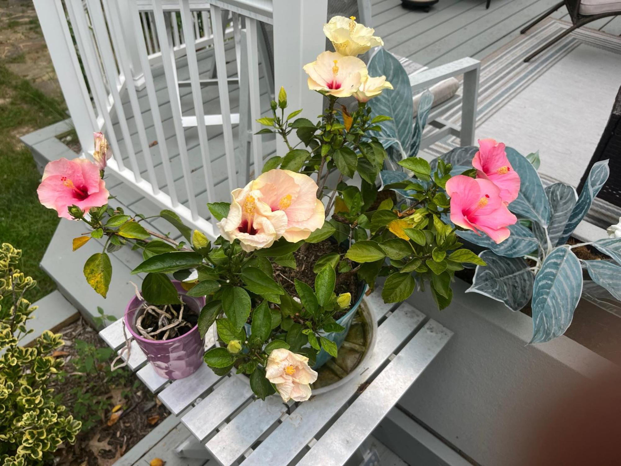 Beautiful Parkside Apartment